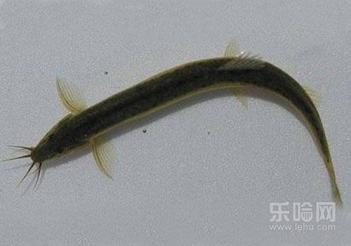 泥鳅有寄生虫吗